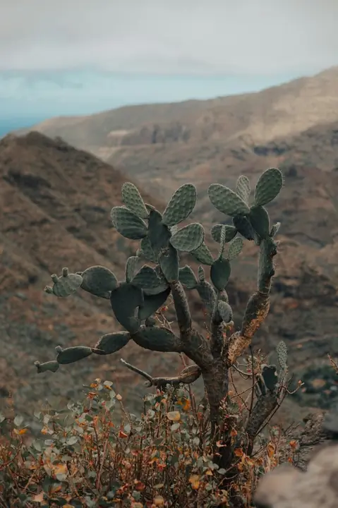 Prickly pear cactus in the highlands