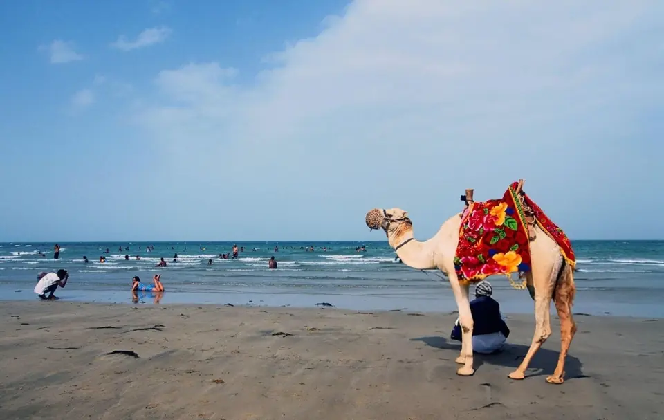 A camel in a woven saddle cloth on the beach